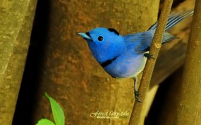 树林里的小精灵 春天可爱小鸟壁纸 蓝色小鸟 黑枕蓝鹟小鸟图片壁纸 树林里的小精灵-可爱小鸟 动物壁纸