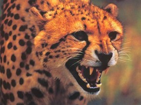速度与力量 豹 速度与力量--豹 动物壁纸