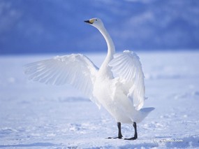 天鹅之冬-白天鹅壁纸 动物壁纸