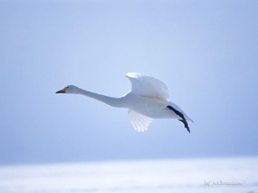  飞翔的白天鹅图片 White Swan Photo Desktop 天鹅之冬-白天鹅壁纸 动物壁纸