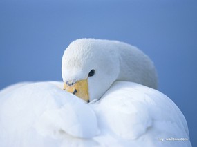  白天鹅图片壁纸片 White Swan Photo Desktop 天鹅之冬-白天鹅壁纸 动物壁纸