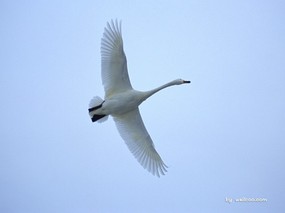  飞翔的白天鹅图片 White Swan Photo Desktop 天鹅之冬-白天鹅壁纸 动物壁纸