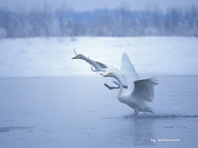  冬天白天鹅图片 White Swan Photo Desktop 天鹅之冬-白天鹅壁纸 动物壁纸