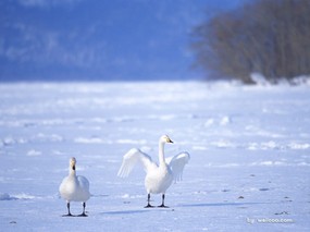  雪地白天鹅图片 White Swan Photo Desktop 天鹅之冬-白天鹅壁纸 动物壁纸