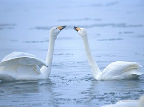  白天鹅图片壁纸 White Swan Photo Desktop 天鹅之冬-白天鹅壁纸 动物壁纸