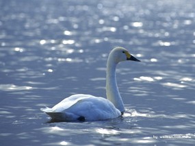  白天鹅图片壁纸 White Swan Photo Desktop 天鹅之冬-白天鹅壁纸 动物壁纸