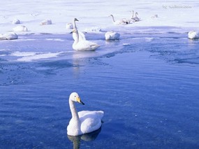  冬天白天鹅图片 White Swan Photo Desktop 天鹅之冬-白天鹅壁纸 动物壁纸