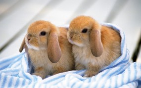 兔子写真 3 11 兔子写真 动物壁纸