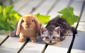 兔子写真 3 10 兔子写真 动物壁纸