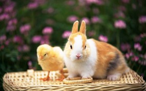 兔子写真 3 8 兔子写真 动物壁纸