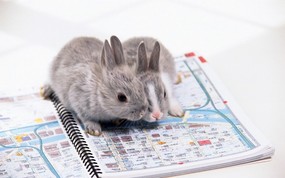兔子写真 3 6 兔子写真 动物壁纸