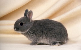 兔子写真 3 4 兔子写真 动物壁纸