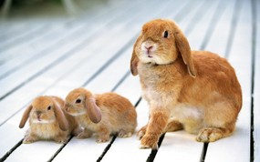 兔子写真 3 3 兔子写真 动物壁纸