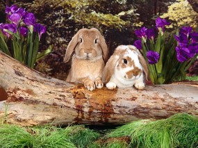 兔子写真 4 29 兔子写真 动物壁纸