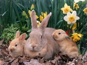 兔子写真 4 27 兔子写真 动物壁纸