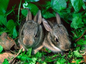 兔子写真 4 26 兔子写真 动物壁纸
