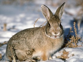 兔子写真 4 25 兔子写真 动物壁纸