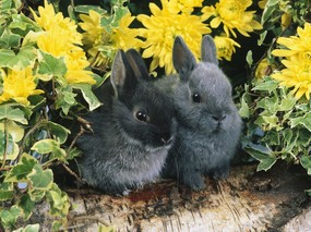 兔子写真 4 24 兔子写真 动物壁纸