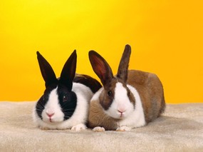 兔子写真 4 23 兔子写真 动物壁纸