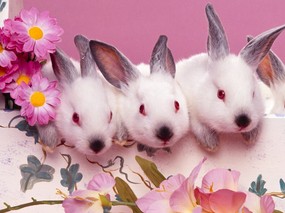 兔子写真 4 22 兔子写真 动物壁纸