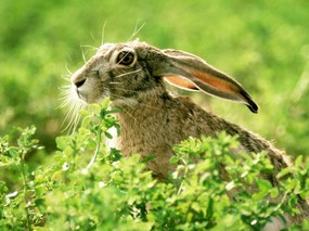 兔子写真 4 19 兔子写真 动物壁纸