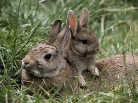 兔子写真 4 18 兔子写真 动物壁纸