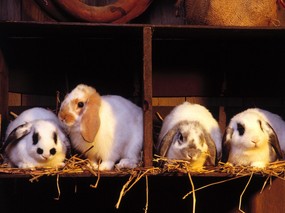 兔子写真 4 17 兔子写真 动物壁纸