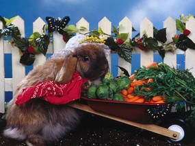 兔子写真 4 15 兔子写真 动物壁纸