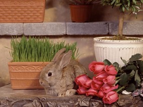 兔子写真 4 14 兔子写真 动物壁纸