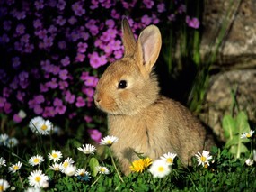 兔子写真 4 13 兔子写真 动物壁纸