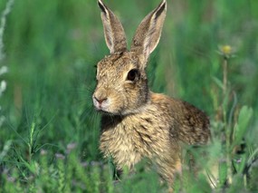 兔子写真 4 12 兔子写真 动物壁纸