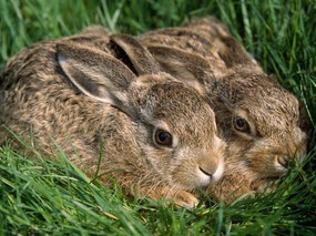 兔子写真 4 11 兔子写真 动物壁纸