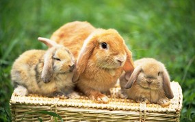 兔子写真 2 20 兔子写真 动物壁纸