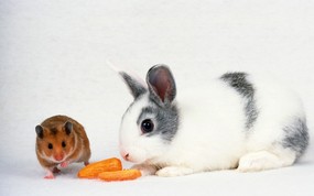 兔子写真 2 19 兔子写真 动物壁纸