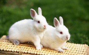 兔子写真 2 18 兔子写真 动物壁纸