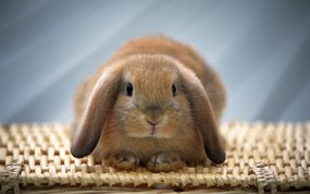 兔子写真 2 17 兔子写真 动物壁纸