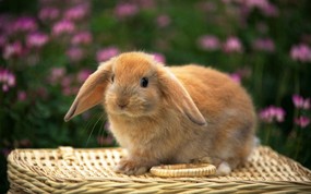 兔子写真 2 16 兔子写真 动物壁纸