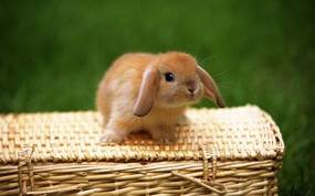 兔子写真 2 15 兔子写真 动物壁纸
