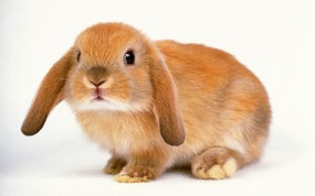兔子写真 2 14 兔子写真 动物壁纸