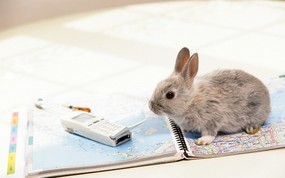 兔子写真 2 7 兔子写真 动物壁纸