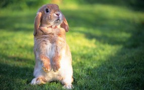 兔子写真 2 6 兔子写真 动物壁纸