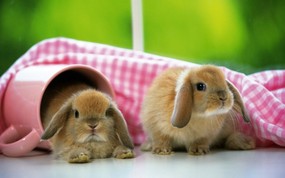 兔子写真 2 5 兔子写真 动物壁纸