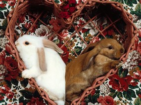 兔子写真特辑 动物壁纸