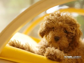 宠物狗狗图鉴 玩具贵宾犬 Toy Poodle 宠物玩具贵宾狗图片 Toy Poodle Pet Dog Desktop 玩具贵宾犬壁纸 Toy Poodle 动物壁纸
