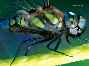 Webshot 昆虫壁纸系列 一 Webshot 昆虫壁纸 Insects Photography Desktop Webshots 昆虫壁纸 动物壁纸
