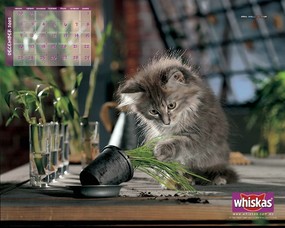 伟嘉猫粮 猫咪壁纸 伟嘉猫粮猫咪壁纸 whiskas Cat Food Desktop 伟嘉猫粮-小猫壁纸 动物壁纸