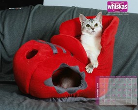 伟嘉猫粮 猫咪壁纸 伟嘉猫粮猫咪壁纸 whiskas Cat Food Desktop 伟嘉猫粮-小猫壁纸 动物壁纸