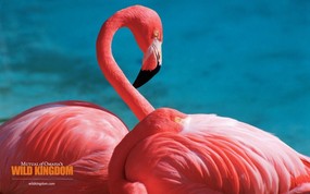  flamingos 火烈鸟桌面壁纸 Wild Kingdom 野生动物王国高清壁纸 动物壁纸