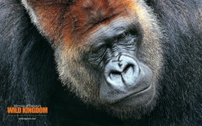  gorilla 大猩猩桌面壁纸 Wild Kingdom 野生动物王国高清壁纸 动物壁纸