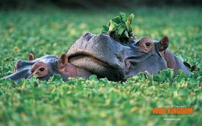  hippos 河马桌面壁纸 Wild Kingdom 野生动物王国高清壁纸 动物壁纸